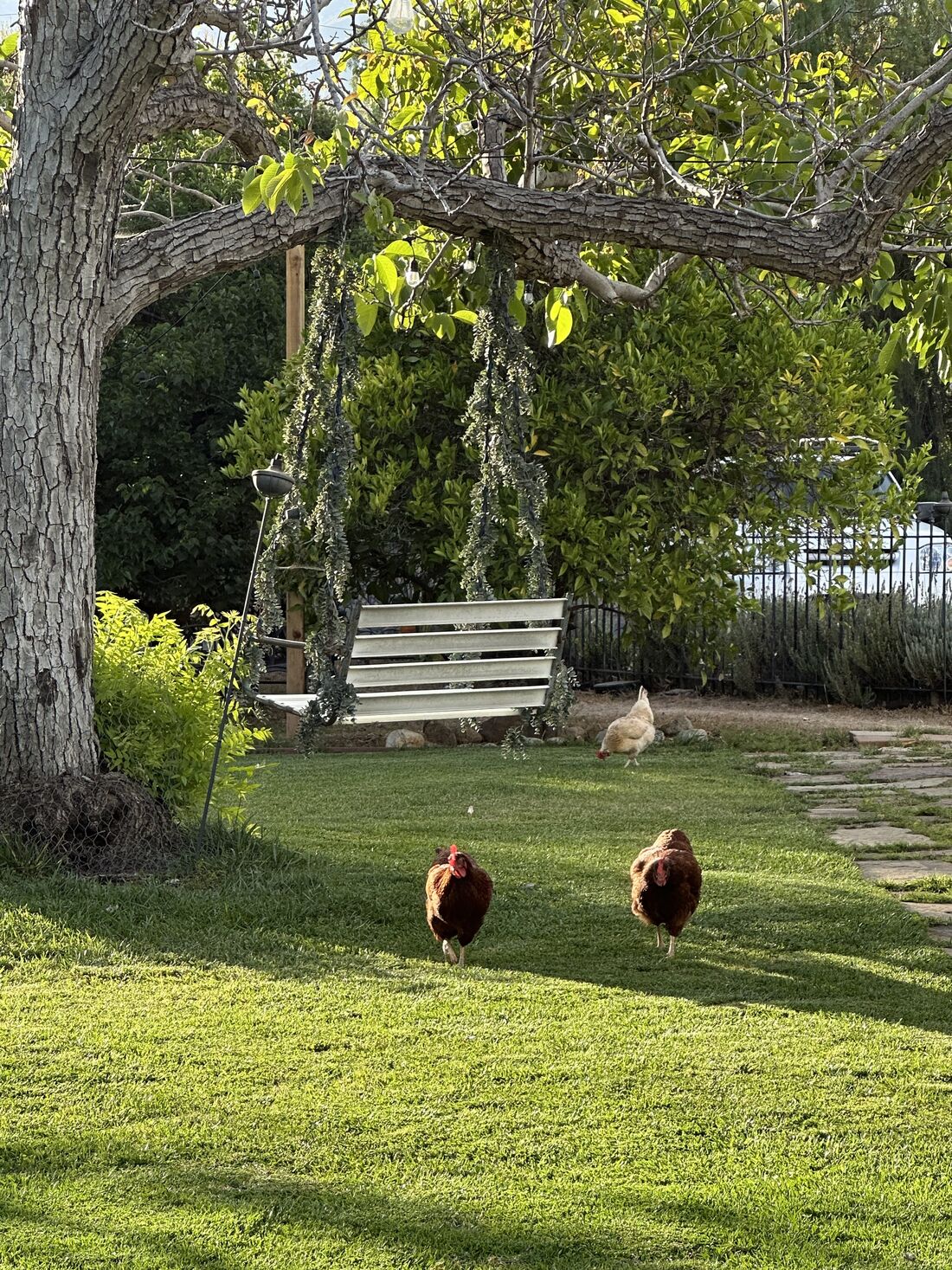 Chickens roaming the lawn